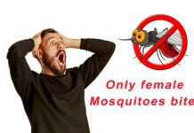10 Surprising Facts About Mosquitoes You Need To Know ! Mosquitoes