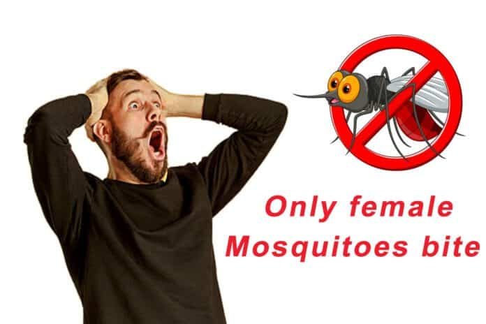 Mosquitoes