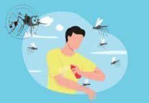 Are Mosquitoes Ruining Your Outdoor Fun? Try These Top-Rated Solutions! Mosquitoes