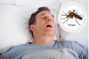 mosquitoes