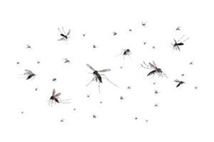 Mosquitoes