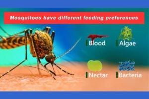 mosquitoes
