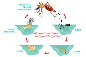 mosquitoes