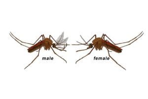 mosquitoes