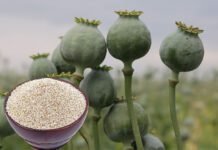 Health Benefits of Poppy Seeds: Boost Energy, Sleep Better, and More poppy seeds