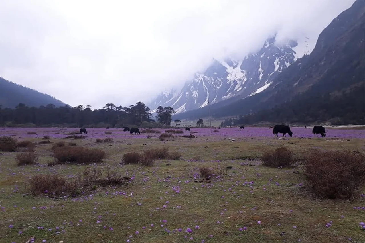 north sikkim