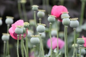 Poppy Seeds
