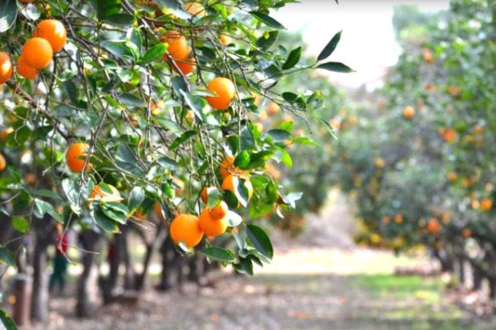 Orange Orchards Sittong