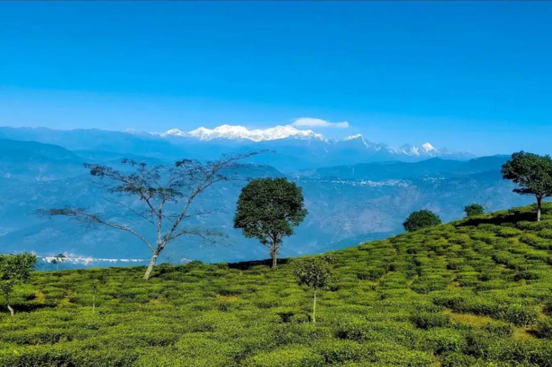 dawaipani darjeeling