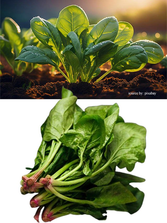 10 Health Benefits of Eating Spinach Daily